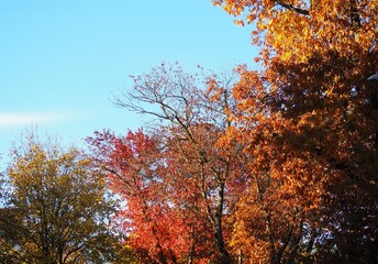 jesień, drzewa, liście - obrazy, fototapety, plakaty