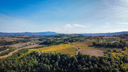 vineyard in autumn