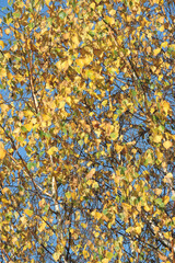 Yellow and green birch leaves at the beginning of autumn, blue sky in the background
