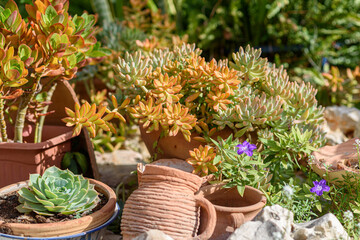 Variety Of Succulents In Garden Of Sunny Day. Close Up Of Succulent Plants In Ceramic Flower Pots.