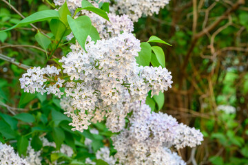 Blooming spring flowers. Beautiful flowering flowers of lilac tree. Spring concept. The branches of lilac on a tree in a garden.
