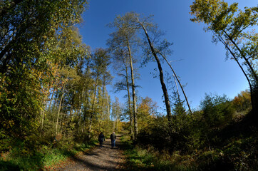 Obraz premium Herbstwald