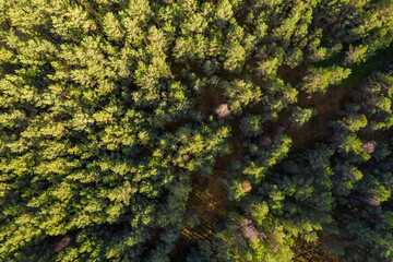 Directly above aerial drone full frame shot of green emerald pine forests and yellow foliage groves with beautiful texture of treetops. Beautiful fall season scenery. Mountains in autumn golden colors