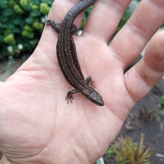 A small gray lizard sits on the palm of a person.