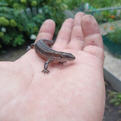 A small gray lizard sits on the palm of a person.