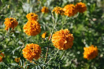 Marygold flower for Day of the Dead celebrations