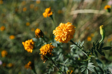 Marygold flower for Day of the Dead celebrations