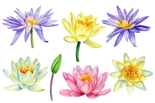 Water lilies, lotus beautiful flower watercolor