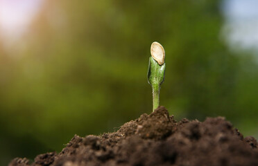 A young pumpkin sprout grows out of the soil on a sunny day, on a blurred natural background. 