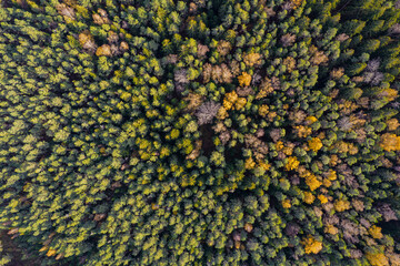 Directly above aerial drone full frame shot of green emerald pine forests and yellow foliage groves with beautiful texture of treetops. Beautiful fall season scenery. Mountains in autumn golden colors