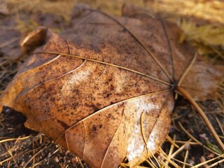 Close-up photo of an autumn leaf on the ground