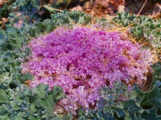 Close-up photo of a purple decorative cabbage
