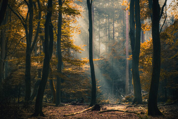 Fototapeta na wymiar Zauberwald mit Frühnebel im Herbst 