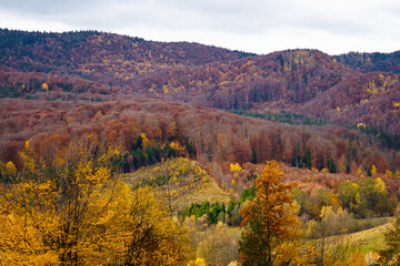 Fototapeta premium Autumn in it's beauty.... Autumn trees and nature