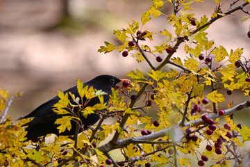 Amsel frisst letzte Beeren im Herbst