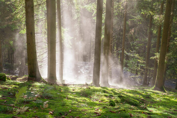 Obraz premium Bestwig Sauerland NRW Germany Autumn Landscape with Trees