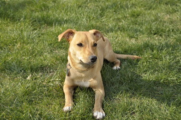 Funny dog on a green grass