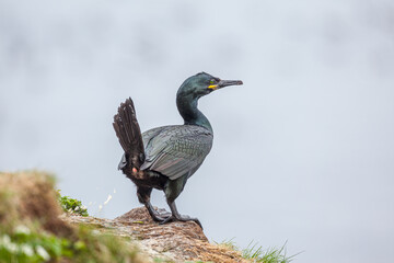 European Shag (Phalacrocorax aristotelis) pooping on a cliff in the bird colony of Hornöya at Vardö, Finnmark, Norway
