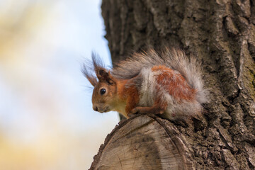portrait of a squirrel