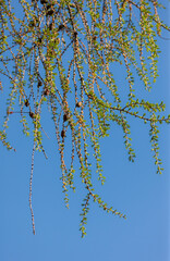 larch branches in the spring