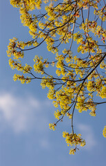 branches of a blossoming maple