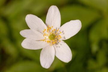 anemone in spring close up