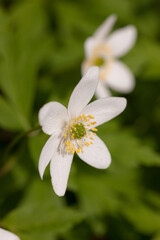 anemone in spring