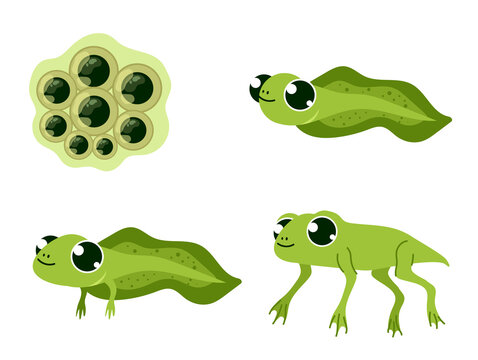 Frog stages steps of growin isolated concept. Vector flat graphic design illustration