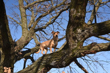 Dog sitting on a tree
