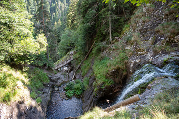 bridge in the forest