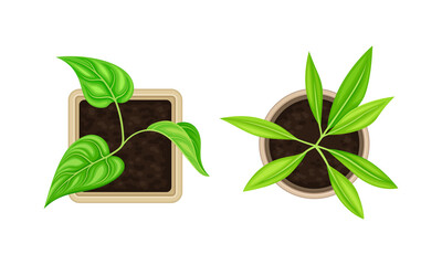 Seedling or Young Plant Growing in Plastic Pot or Box Above View Vector Set