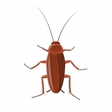 Cockroach insect isolated on white background, Pest bug icon top view. Flat body parasite pollution, roaches vector illustration