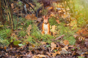 Rodent on the lookout