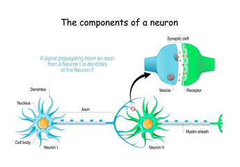 Neuron anatomy. Close-up of a Chemical synapse - obrazy, fototapety, plakaty