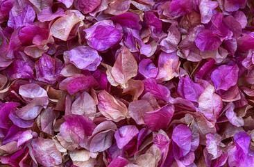 Full Frame Shot Of Pink Flowers.Petal Background For Greeting Card.Copy space.