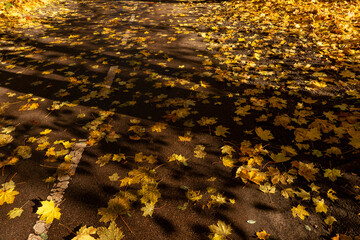 Autumn, leaves lying on the bike path, yellow leaves, falling leaves, lots of leaves, on the road
