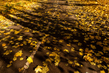 Autumn, leaves lying on the bike path, yellow leaves, falling leaves, lots of leaves, on the road