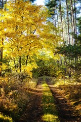 autumn forest in the autumn