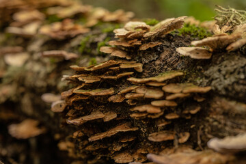 Selective Focus of Mushrooms Clinging To Tree