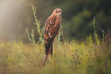 Red kite (Milvus milvus) sitting on dry branch on ground. Red kite portrait in sunny day.