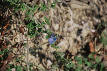 Purple butterfly