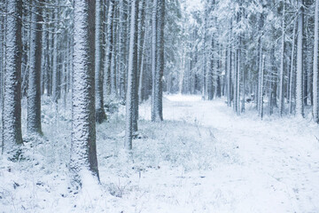 Snowfall in the city. The first snow in the park.