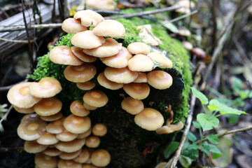 Details of poisonous honey mushrooms
