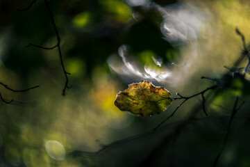 Sunrays through the autumn leaves vintage lens rendering