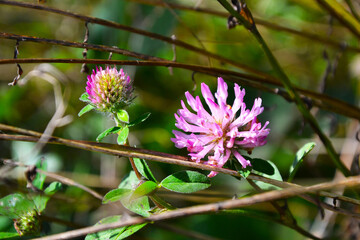 flower of a thistle