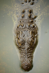 A watchful crocodile lying on the surface of the water