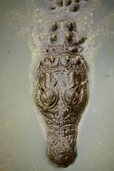 Gartenposter A watchful crocodile lying on the surface of the water © Mark