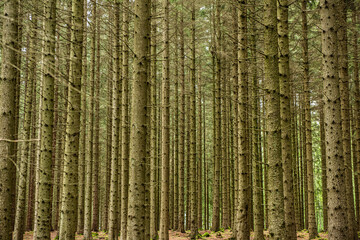 Tall planted trees in a forest.