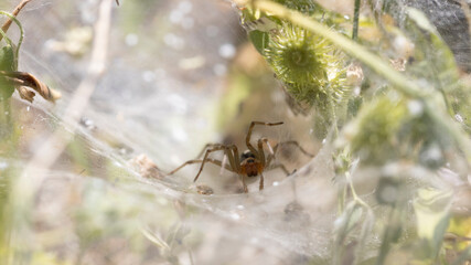Hippasa spider close-up. It awaits its prey in the grass.