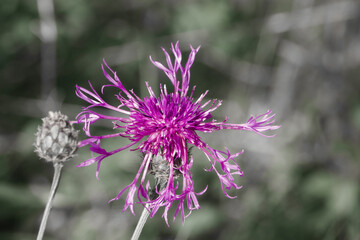 a beautiful pink greater knapweed (Centaurea scabiosa) flower growing wild on Salisbury Plain Chalklands Wiltshire UK